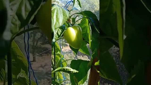 Осенний крокус.Посадка колхикумы в вазон. смотреть онлайн