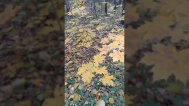 "Золотые" клёны/"Golden" maples 09.10.2021 #лесопарк #осень #золотыеклёны #shorts смотреть онлайн
