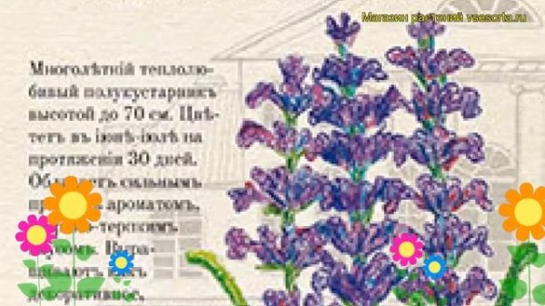 Лаванда Южанка (Лаванда). Краткий обзор, описание характеристик, где купить семена lavandula