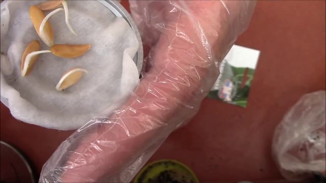 Семена дыни. Замачивание семян двумя способами. смотреть онлайн