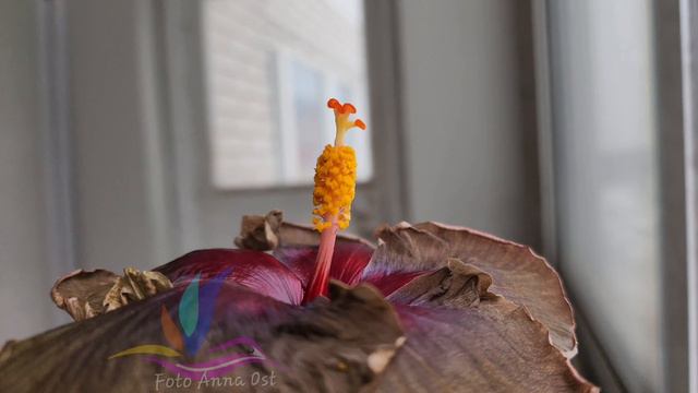 Hibiscus Fossil #geragibis #группаgeragibis #гибискус смотреть онлайн