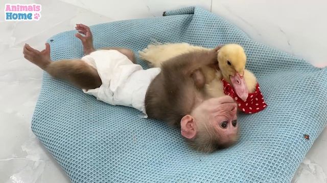 BiBi Monkey Lulls Duck To Sleep So Sweet