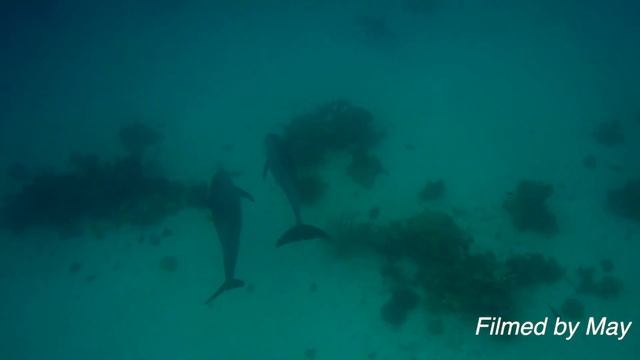Дельфины в дикой природе/Dolphins against plastic смотреть онлайн