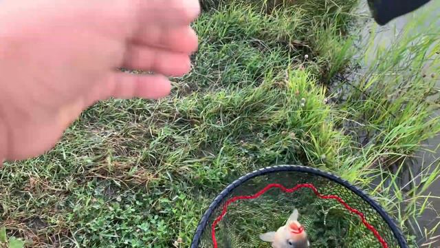 #51 #мормышинг | Карась на мормышку | Dayo prestige | Tsurinoya fs500 | Мотыль Kosadaka | смотреть онлайн