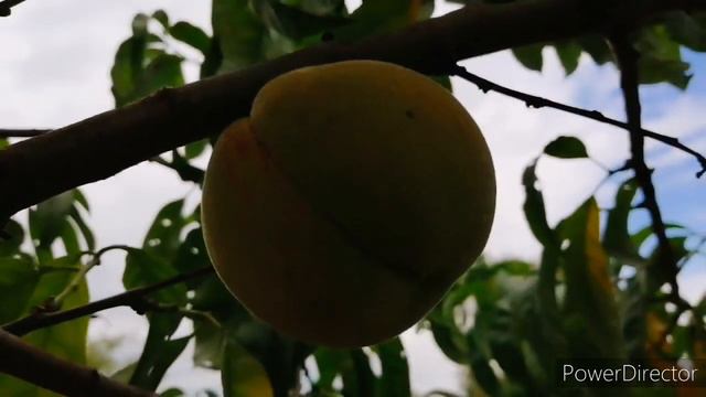 Почему я не снимала на ютуюб,надеюсь что все будет хорошо 🙏 смотреть онлайн