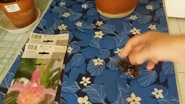 Орхидея Плейоне(Pleione)Зимнее содержание. смотреть онлайн