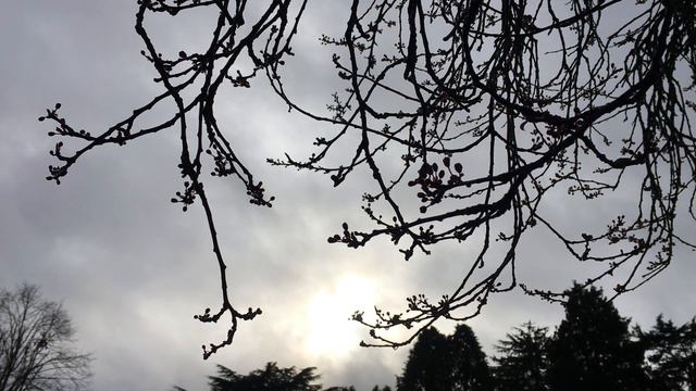 Purple leaf plum - branches & twigs in the sun - January 2020 смотреть онлайн