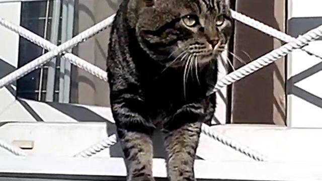 Хочу гулять смотреть онлайн