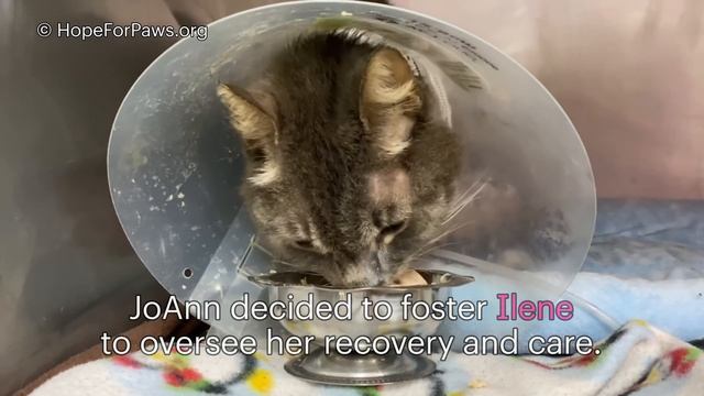 Working DAY and NIGHT to rescue injured animals - 2 rescues in 1 video ❤️? смотреть онлайн