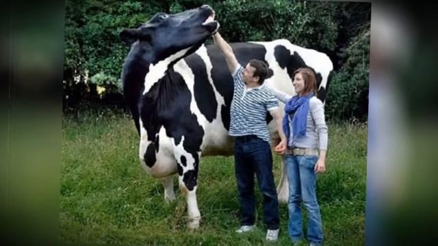 20 САМЫХ БОЛЬШИХ И ЗАГАДОЧНЫХ ЖИВОТНЫХ В МИРЕ смотреть онлайн