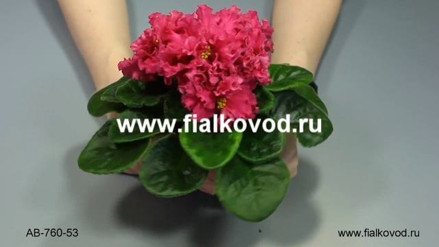 АВ-760-53 смотреть онлайн