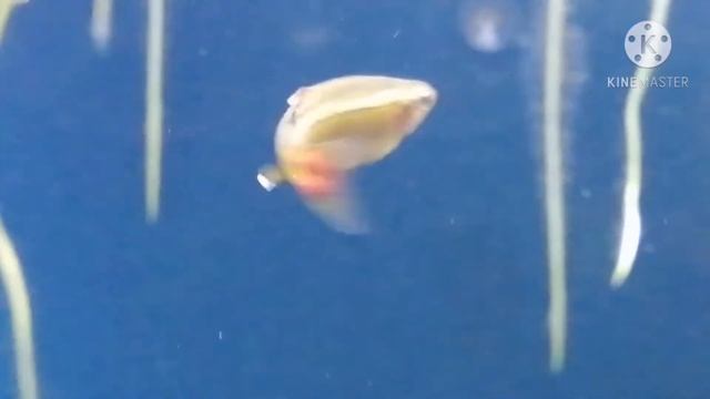 Кардинал очень красивая рыбка. смотреть онлайн