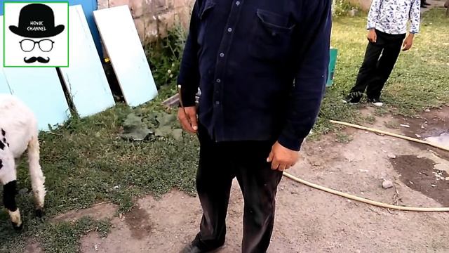 Баран как собака ходит с хозяином и защищает его! Прикольно смотрите)) смотреть онлайн