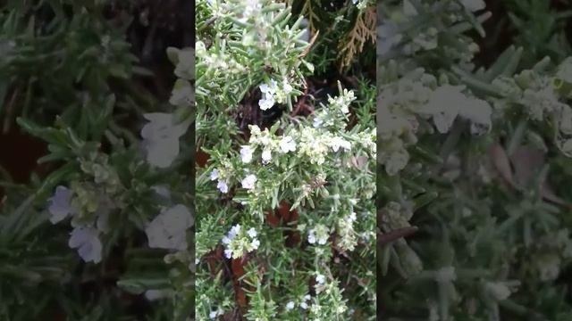 Розмарин цветёт и под снегом. Весна уже близко! смотреть онлайн