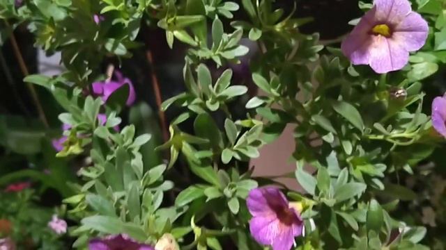 РАЗМЕСТИЛА ЦВЕТЫ ДОМА 🤗💐 смотреть онлайн