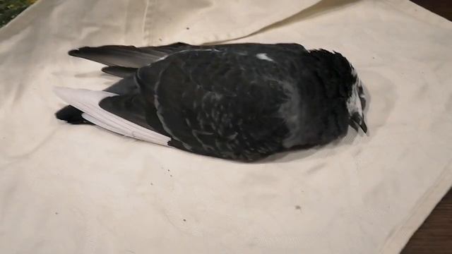 Домашний приют.Голубь оказался без внешних признаков болезни. смотреть онлайн