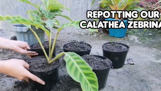 HOW TO PROPAGATE CALATHEA ZEBRINA | PLANT CARE GUIDE AND TIPS смотреть онлайн