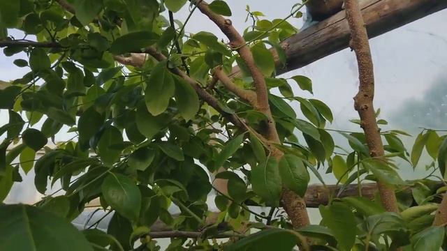 Хурма в Беларуси. Обзор 2020 г., июнь. Что случилось с деревом хурмы?