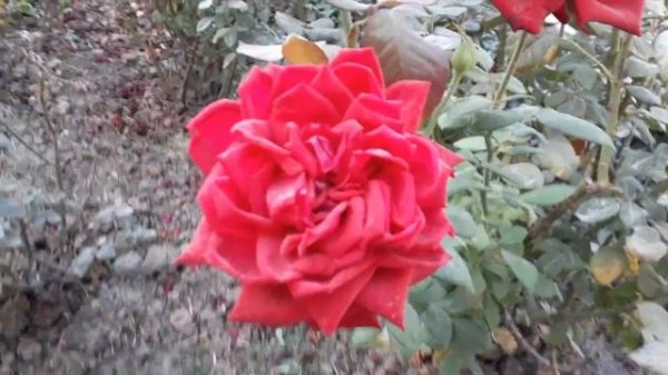 Atirgullar parvarishi avgust va sentyabrda. Розы в августе и сентябре Что обязательно нужно сделать