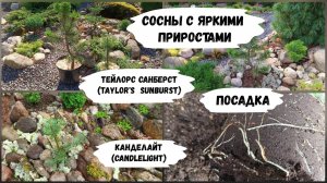 Сосны с яркими приростами Тейлорс Санберст и Канделайт. Посадка.
