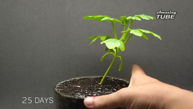 Growing Plants Compilation #1 - 155 Days Time Lapse смотреть онлайн