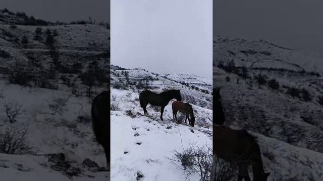 Лошадки Крым Морское смотреть онлайн