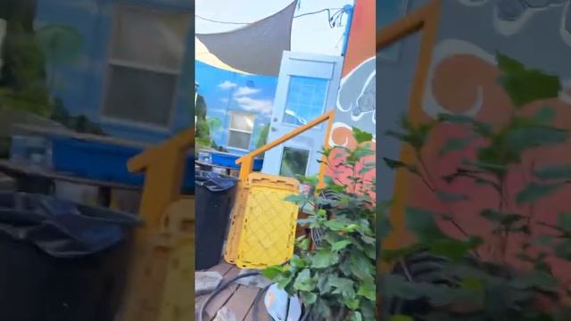 The Tortoise Guy is going live from Tortoiseland ?❤️ смотреть онлайн