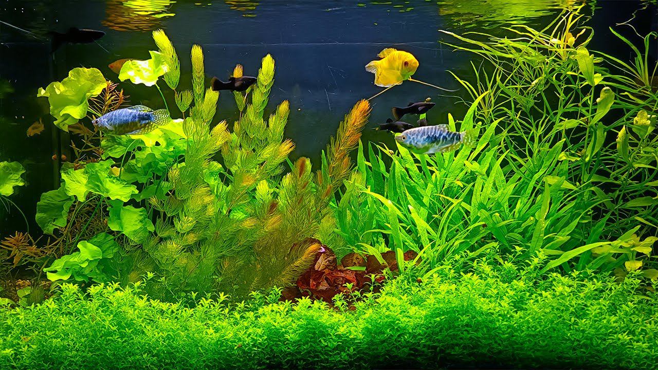 Красивые и не очень аквариумы травники без со2 и удо смотреть онлайн