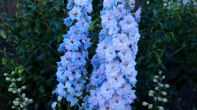 Новозеландские дельфиниумы на Алтае