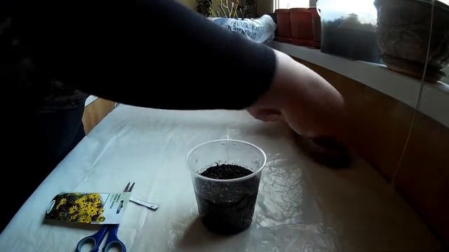 РУДБЕКИЯ ОДНОЛЕТНЯЯ на РАССАДУ смотреть онлайн