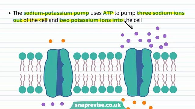 Nervous System: The Resting Potential | A-level Biology | OCR, AQA, Edexcel смотреть онлайн