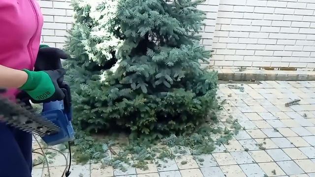 СТРИЖКА ХВОЙНЫХ - изгородь из туи, ель, сосна. смотреть онлайн