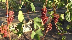 Гибридная форма винограда Голуба А.А. Журавчик Вишнёвый в Воронеже.