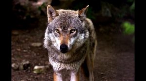 Вой волка звук