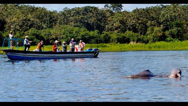 Evolution and History of the Amazon River Dolphin смотреть онлайн