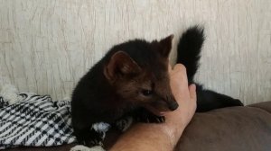 Домашний соболь и жара...