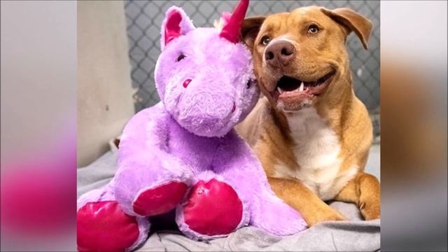 Бездомный пёс 5 раз пытался украсть в магазине игрушку ВОР ПОЙМАН смотреть онлайн