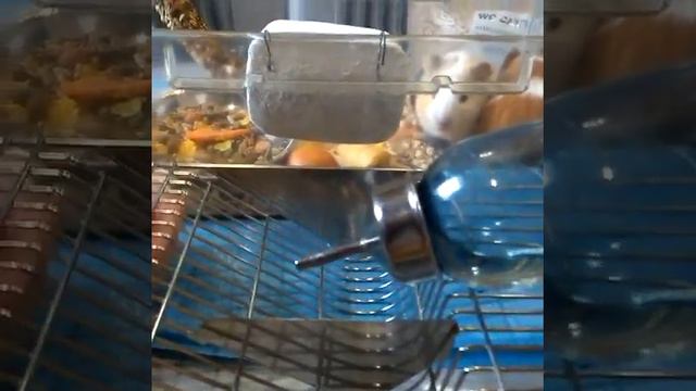 Морские свинки ч.2 смотреть онлайн