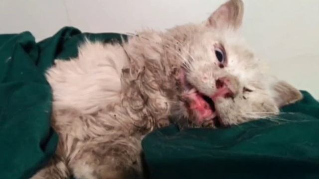 Котик 4 года преданно ждал владельцев, которые его бросили. смотреть онлайн