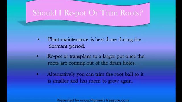 Plumeria - How to Care for Plumeria - Plumeria Care in the Fall and Winter. смотреть онлайн