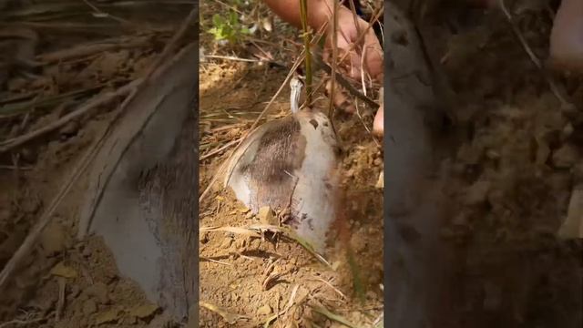 Нашли пророщенный кокос и посадили на память рядом с домом. смотреть онлайн