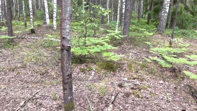 ГРИБЫ ЕСТЬ И В ЗАСУХУ! ПОДОСИНОВИКИ В ИЮНЕ. Грибы 2022 смотреть онлайн