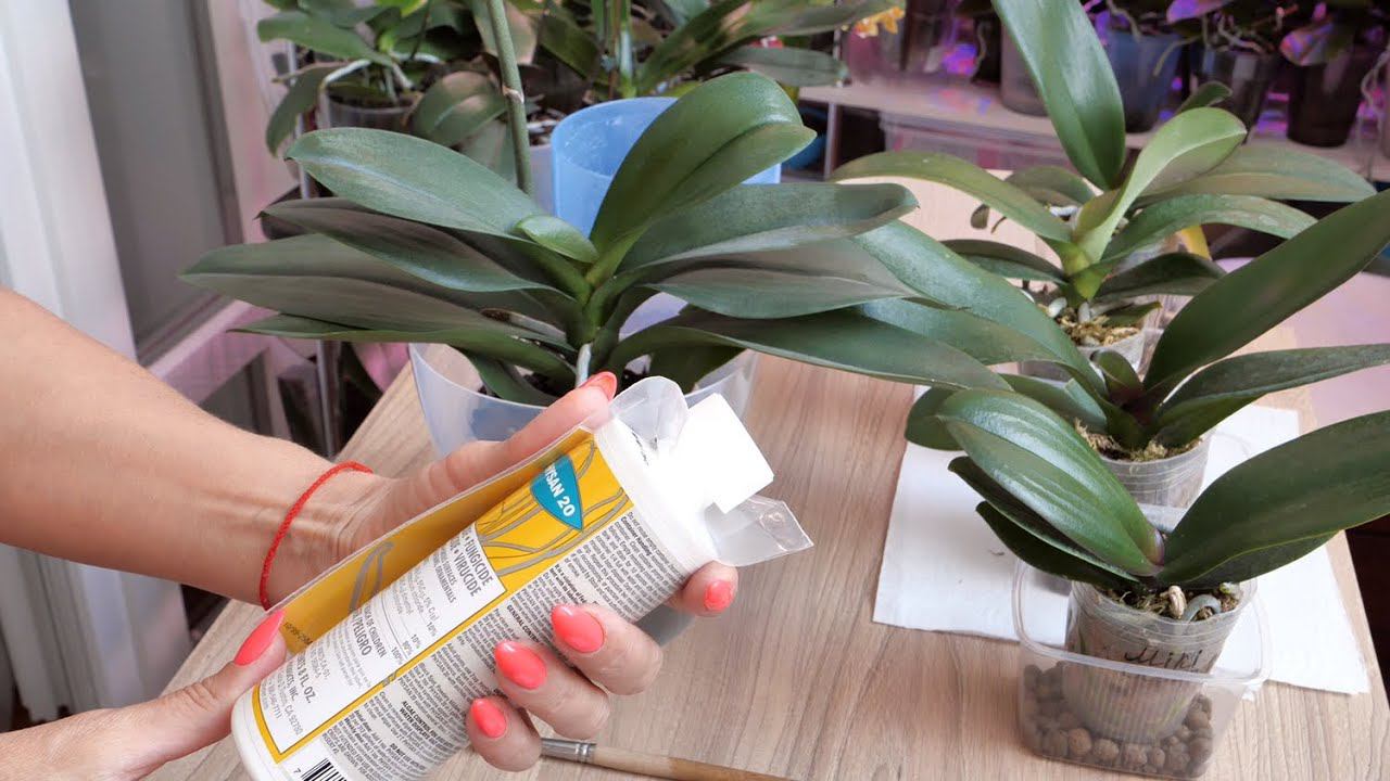 Орхидеи. Грибок, плесень, водоросли, почвенные грибы, лечит орхидеи и ЭТО ВСЁ ОН ОДИН?! ПОСМОТРИМ. смотреть онлайн