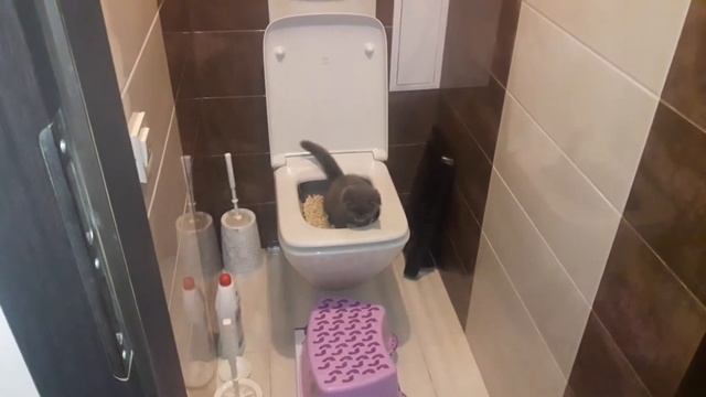 #1 Как приучить кота к унитазу. Котенок 3 месяца смотреть онлайн