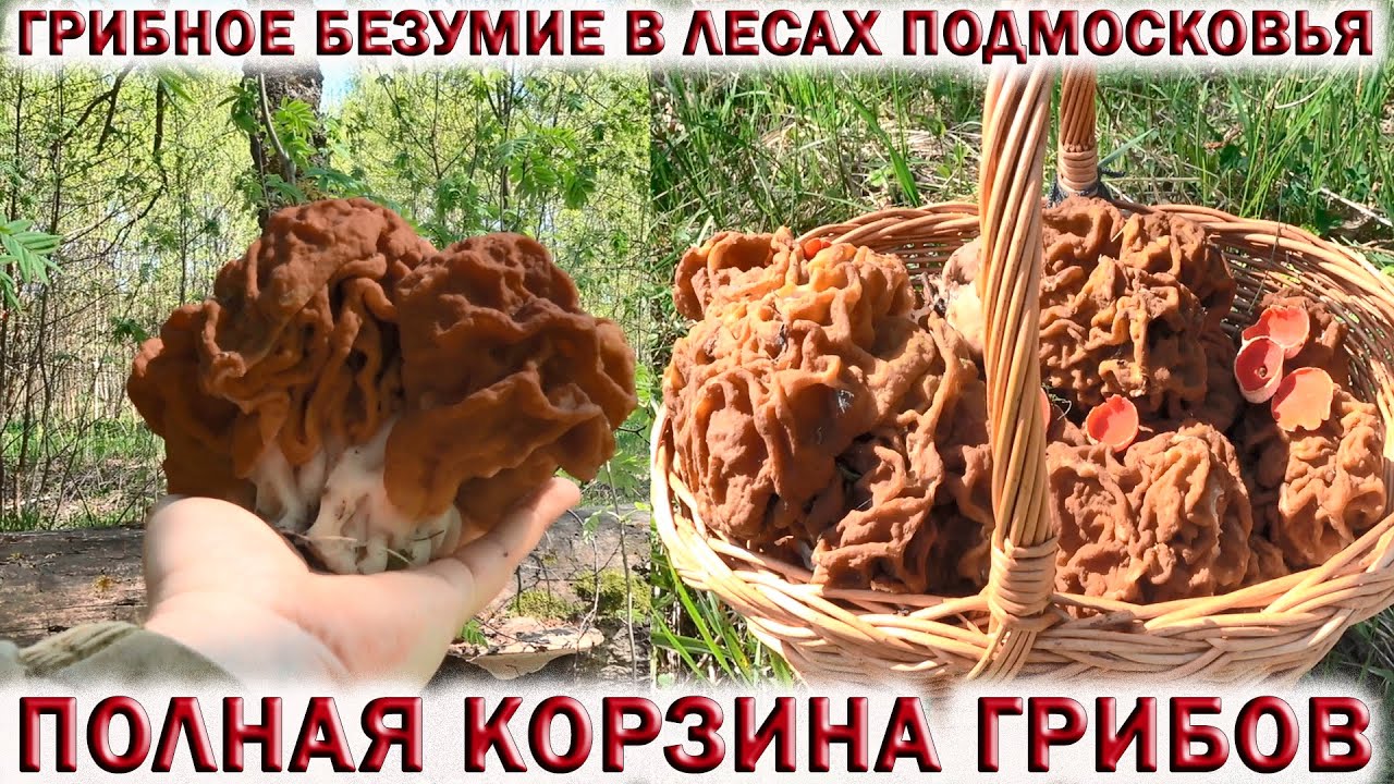 ?ГРИБНОЕ БЕЗУМИЕ В ЛЕСАХ ПОДМОСКОВЬЯ.?СТРОЧКИ ГИГАНТСКИЕ РАСТУТ ПОЛЯНАМИ.?Первые весенние грибы смотреть онлайн