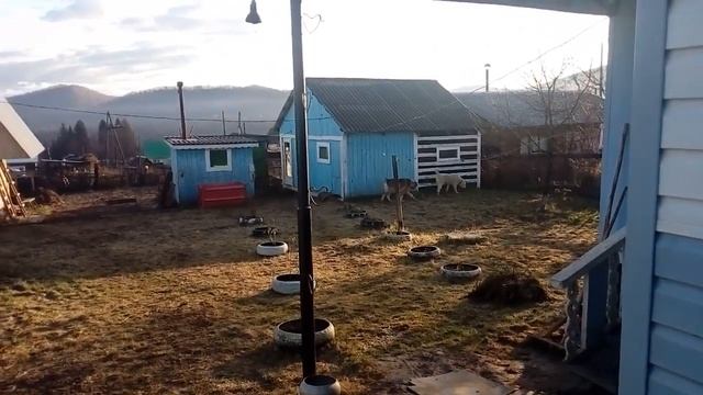 Сколько раз и чем кормлю собак???!!!? смотреть онлайн