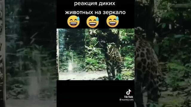 Реакция диких животных на зеркало ??? смотреть онлайн