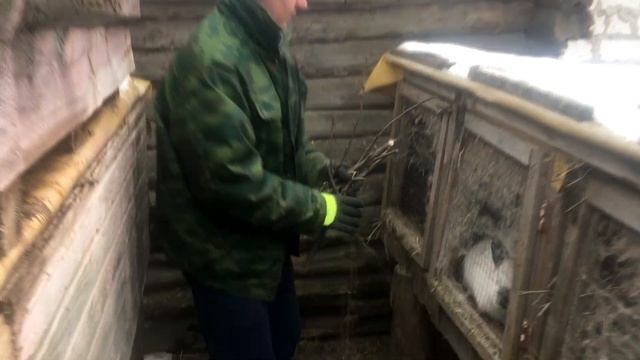 Веточный КОРМ Кроликам, ВЕТКИ это тоже ЕДА животным | Дневник Кроликовода №30 | Арболитич смотреть онлайн
