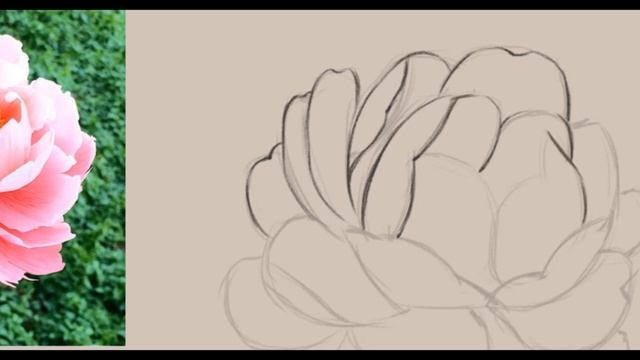 Как нарисовать пион смотреть онлайн