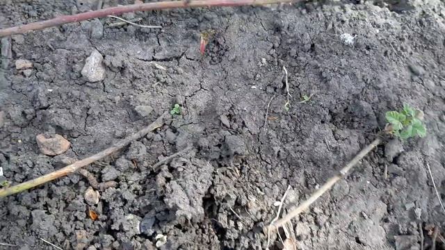 Малино- ежевика ДОРМАН РЕД 2020 г. ( второй год) смотреть онлайн